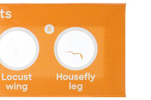 картина комплект подготвени проби Levenhuk Discovery Fauna 12,  5