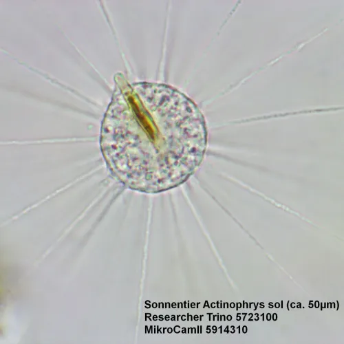 картина микроскоп Bresser Researcher Trino 40–1000x,  15