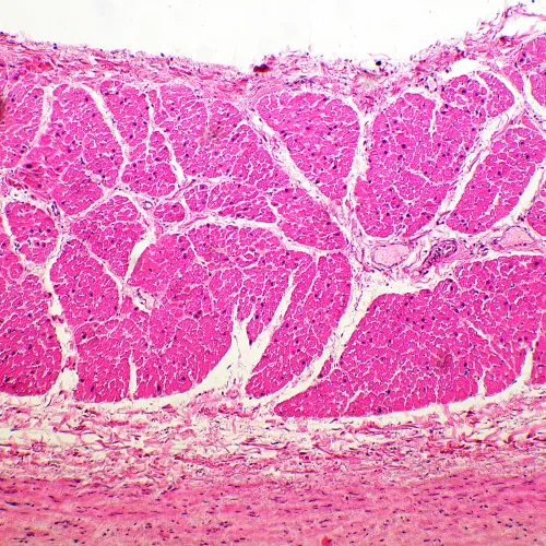 фотография биологичен микроскоп MAGUS Bio 260T,  12