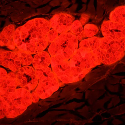 фотография флуоресцентен микроскоп MAGUS Lum 450L,  25