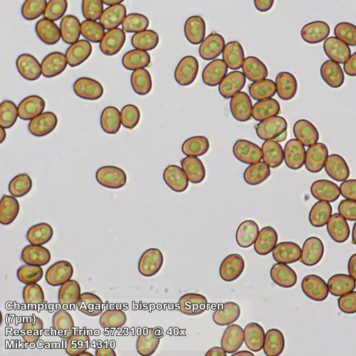 картина микроскоп Bresser Researcher Trino 40–1000x,  13