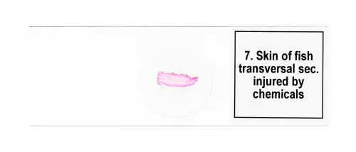 снимка набор от микропрепарати Levenhuk Discovery Prof DPS 25. „Биология, птици и др.“,  9