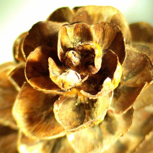 фотография стереомикроскоп MAGUS Stereo A18T,  2