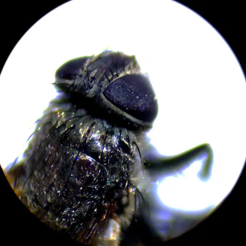 изображение стереомикроскоп MAGUS Stereo A10,  18