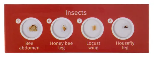 фотография комплект подготвени проби от живи същества Levenhuk LabZZ C12,  3