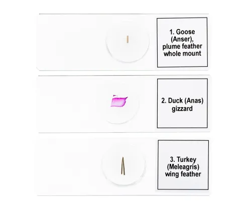 изображение набор от микропрепарати Levenhuk Discovery Prof DPS 5. „Птици“,  6