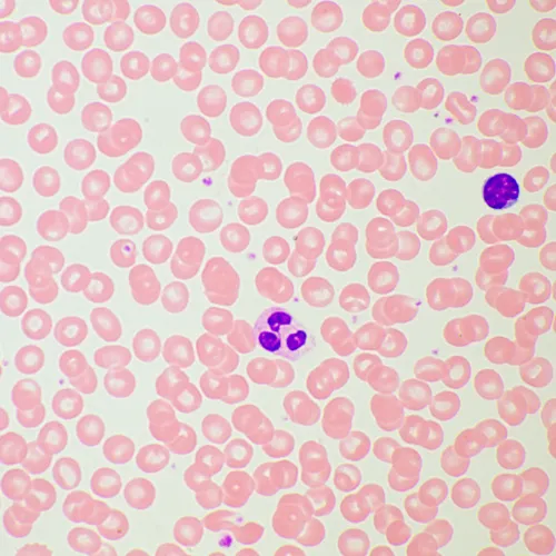 фотография биологичен микроскоп MAGUS Bio 260T,  21