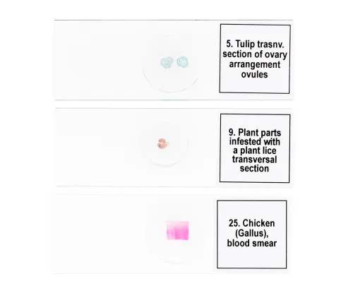 снимка набор от микропрепарати Levenhuk Discovery Prof DPS 25. „Биология, птици и др.“,  8