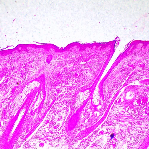 снимка биологичен микроскоп MAGUS Bio 290T,  23