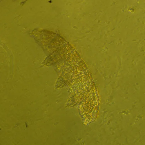 картина биологичен инвертиран цифров микроскоп MAGUS Bio VD360,  27