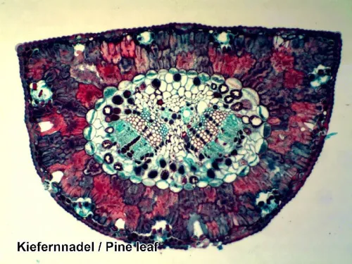 изображение подготвени проби Bresser, комплект 50 бр., с калъф,  4