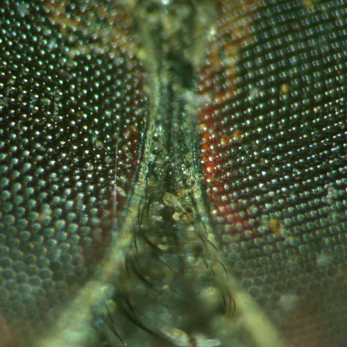 фотография стереомикроскоп MAGUS Stereo A18T,  5