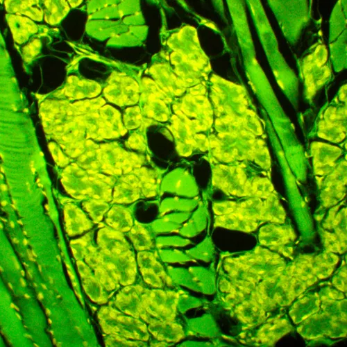 фотография флуоресцентен микроскоп MAGUS Lum 450L,  23