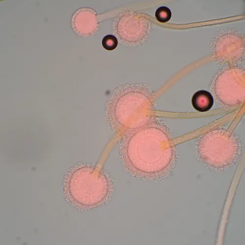 картинка биологичен микроскоп MAGUS Bio 270T,  22