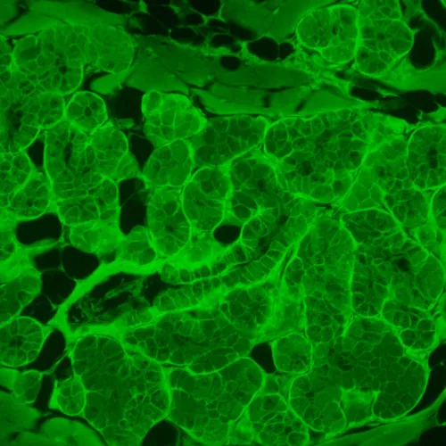 фотография флуоресцентен инвертиран цифров микроскоп MAGUS Lum VD500L LCD,  23