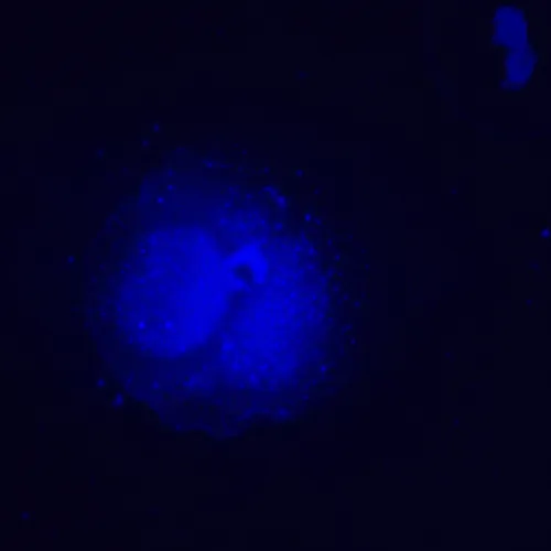 фотография флуоресцентен инвертиран цифров микроскоп MAGUS Lum VD500L LCD,  25