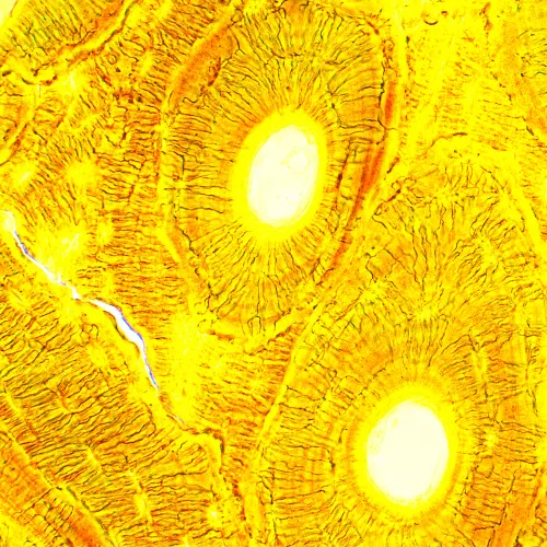 картинка биологичен цифров микроскоп MAGUS Bio D250T,  28