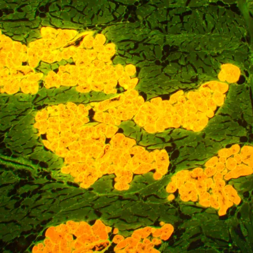 фотография флуоресцентен микроскоп MAGUS Lum 450L,  22