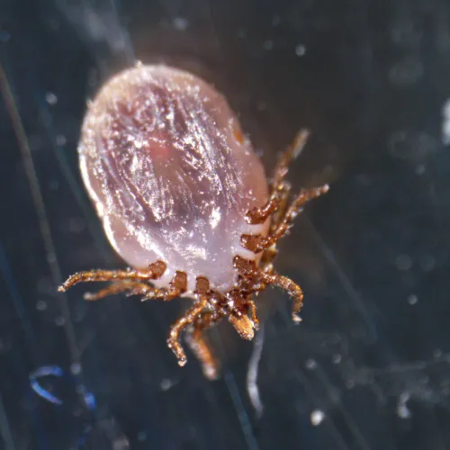 фотография стереомикроскоп MAGUS Stereo A18T,  4