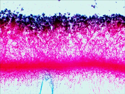 картина комплект подготвени проби Levenhuk N38 NG,  15