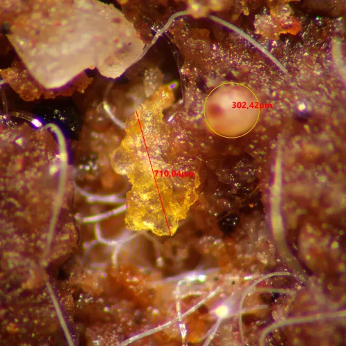 изображение стереомикроскоп MAGUS Stereo A10,  15