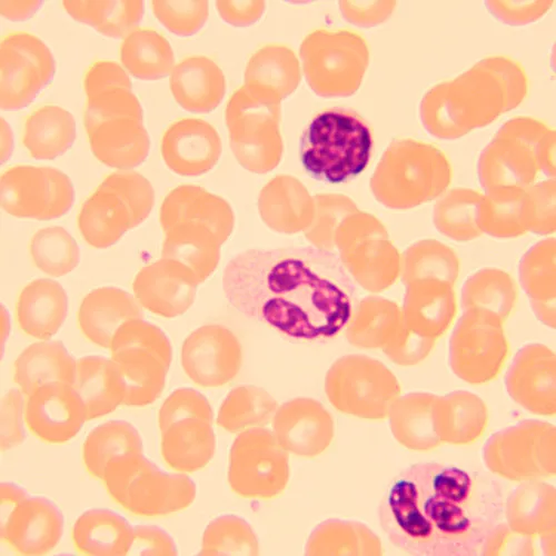 картинка биологичен цифров микроскоп MAGUS Bio D250T,  27