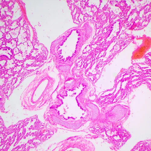 снимка биологичен микроскоп MAGUS Bio 240B,  24