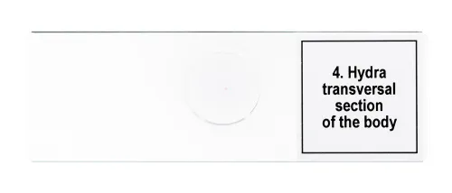 картина набор от микропрепарати Levenhuk Discovery Prof DPS 5. „Живот в капка вода“,  8