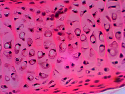 снимка комплект подготвени проби Levenhuk N20 NG,  10