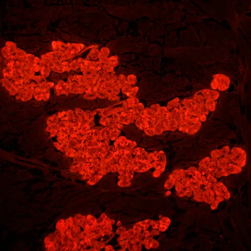 фотография флуоресцентен микроскоп MAGUS Lum 450L,  24