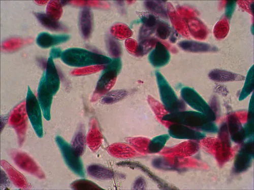картина комплект подготвени проби Levenhuk N38 NG,  12