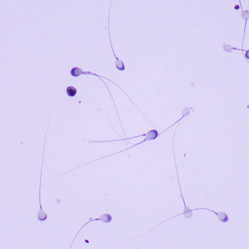 фотография биологичен микроскоп MAGUS Bio 260T,  23