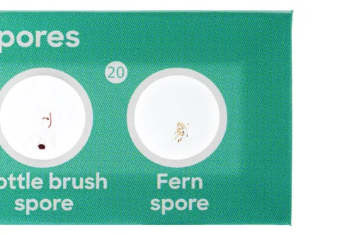 изображение комплект подготвени проби Levenhuk Discovery Flora 12,  4