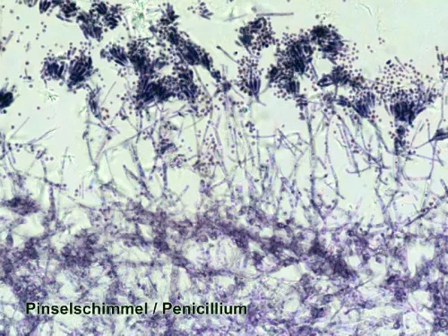 изображение подготвени проби Bresser, комплект 50 бр., с калъф,  3