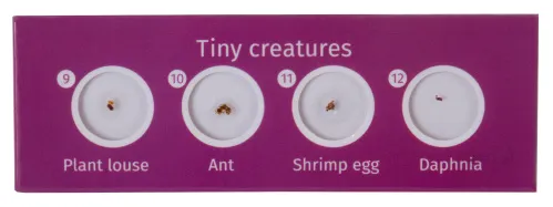 фотография комплект подготвени проби от живи същества Levenhuk LabZZ C12,  4