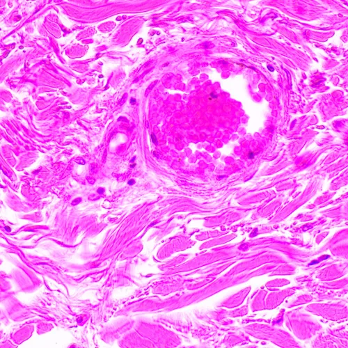 снимка биологичен микроскоп MAGUS Bio 290T,  24