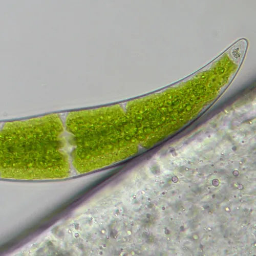 картина микроскоп Bresser Researcher Trino 40–1000x,  16