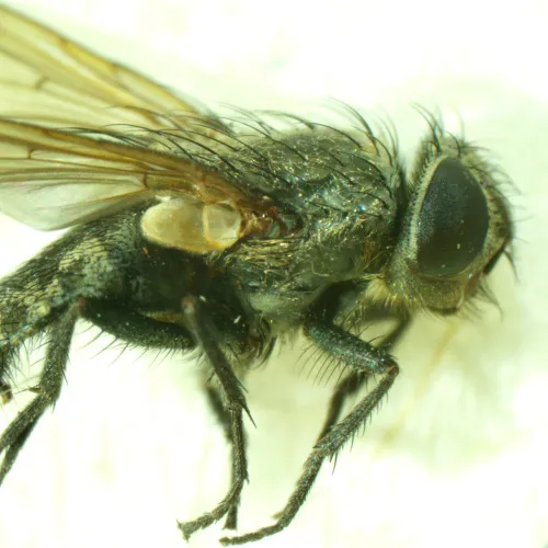 картинка стереомикроскоп MAGUS Stereo A6,  15