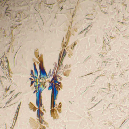 снимка биологичен микроскоп MAGUS Bio 290T,  25