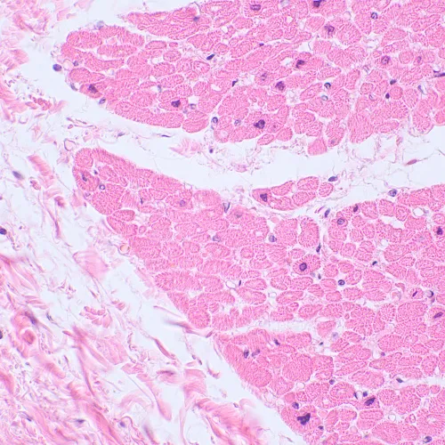 картина биологичен цифров микроскоп MAGUS Bio D230TL LCD,  29