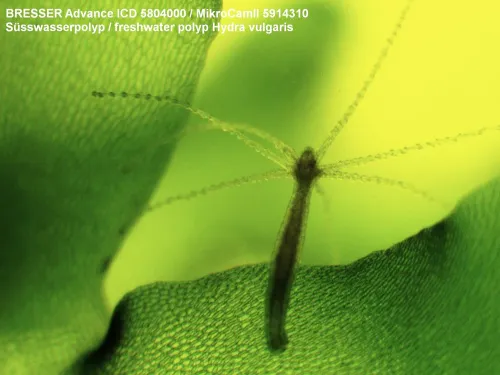 снимка микроскоп Bresser Advance ICD 10–160x,  5