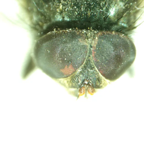 изображение стереомикроскоп MAGUS Stereo A8,  14