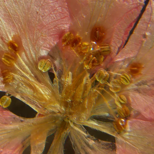 картинка стереомикроскоп MAGUS Stereo A6,  16