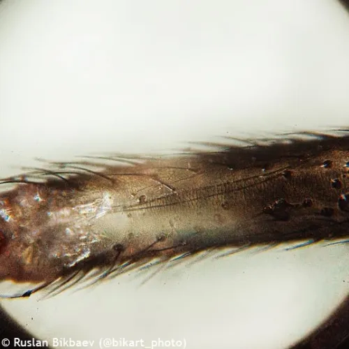 картина микроскоп Levenhuk Rainbow 50L PLUS,  26