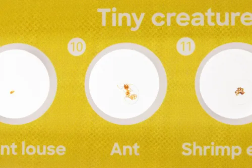 картина комплект подготвени проби Levenhuk Discovery Fauna 12,  6