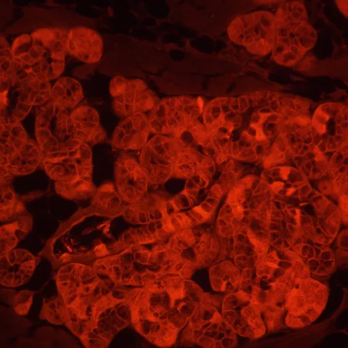 картина флуоресцентен инвертиран цифров микроскоп MAGUS Lum VD500L,  23