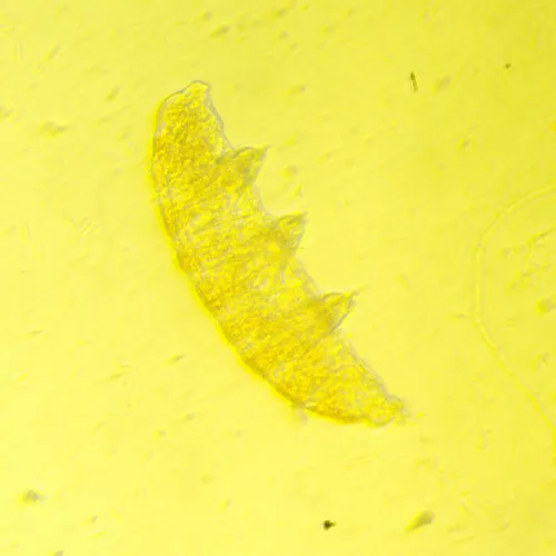 картина биологичен инвертиран микроскоп MAGUS Bio V350,  12