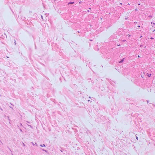 картина биологичен цифров микроскоп MAGUS Bio D250TL LCD,  30