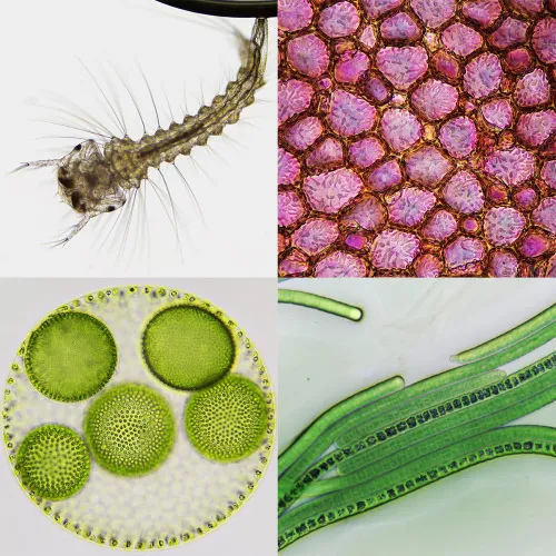 картинка стереомикроскоп Bresser Biorit ICD CS 5–20x LED,  4