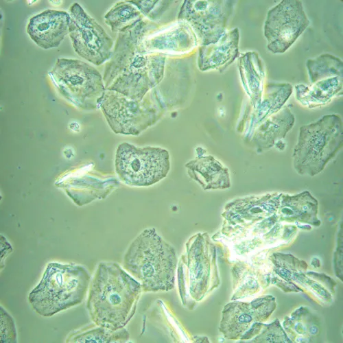 картина биологичен инвертиран цифров микроскоп MAGUS Bio VD360,  26